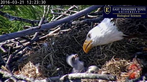 Eagle cam johnson city. https://youtu.be/82n1zbkzusg steel bald eagles.haliaeetus leucocephalus.live cam stream nest birds.johnson city cam.etsu eagle cam.2023.04.03.zoom in on chic... 