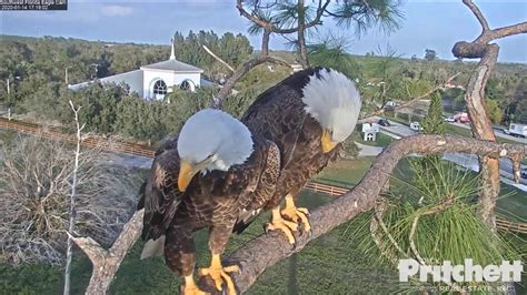 Eagle cam sw florida. Southwest Florida Eagle Cam. The 2018-2019 season is the seventh season Dick Pritchett Real Estate has provided the live look into this Southwest Florida nest. This season we will again catch all the action using cameras that film the birds 24/7 and stream live video directly to this site. Camera #1 is positioned six feet above the nesting tree ... 