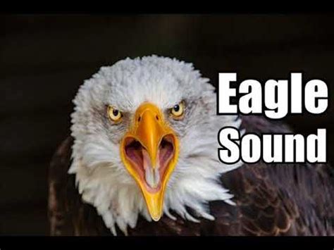 Eagle noise. Download. Bald Eagle Chirps PE912402 The Premiere Edition 9. 00:08. Download. Bird Eagle 01 Series 6000 General Sound Effects Library. 00:09. Download. Eagle Echo Attack PE912405 The Premiere Edition 9. 00:04. 
