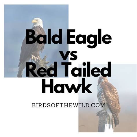 Eagle vs Red tailed Hawk - YouTube