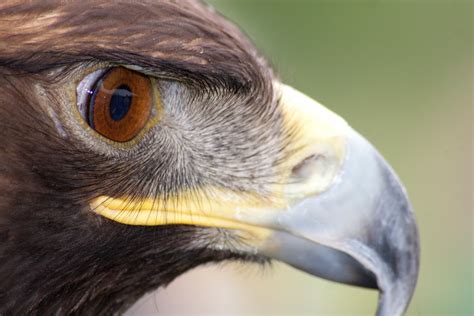 Eagles eye up safe standing at Crystal Palace - Google Sites