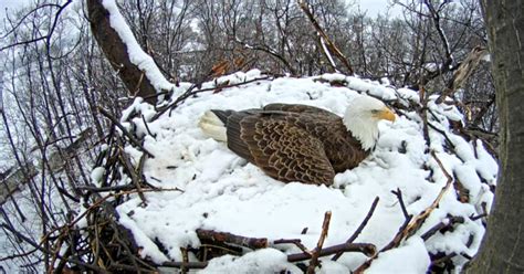 Eagles nest hatchery. Keep birds safe and away from problem areas with a few easy methods. While we might love to watch birds, sometimes they build their nests in dangerous or inconvenient places near o... 
