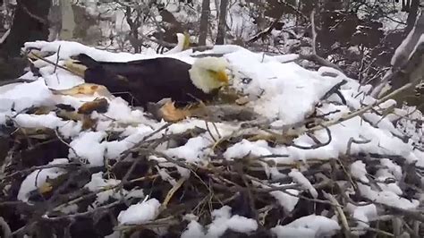 Eaglet dies after EagleCam shows heavy winds blow nest from tree