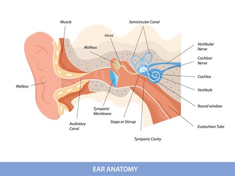 Ear