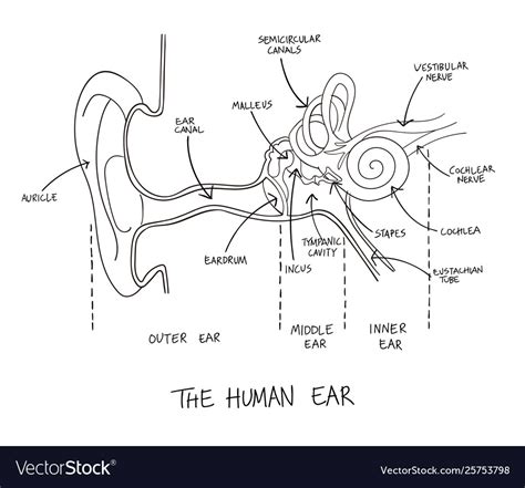 Ear Drawing Anatomy