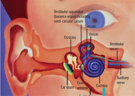 Ear Issues - Surviving Antidepressants