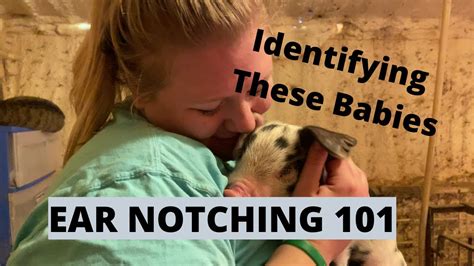 Ear Notching Baby Pigs - YouTube