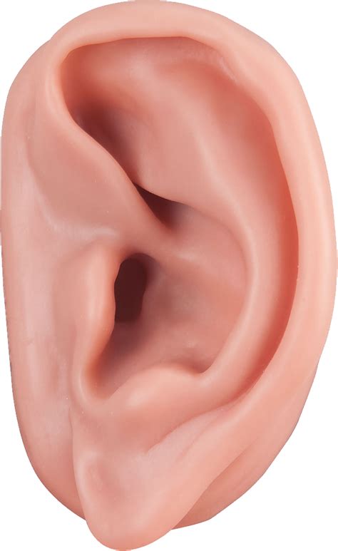 Ear PNG Images & PSDs for Download PixelSquid