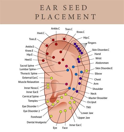 Ear Seeds Acupuncture Chart
