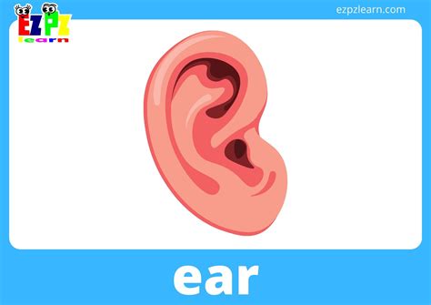 Ear Sx Flashcards