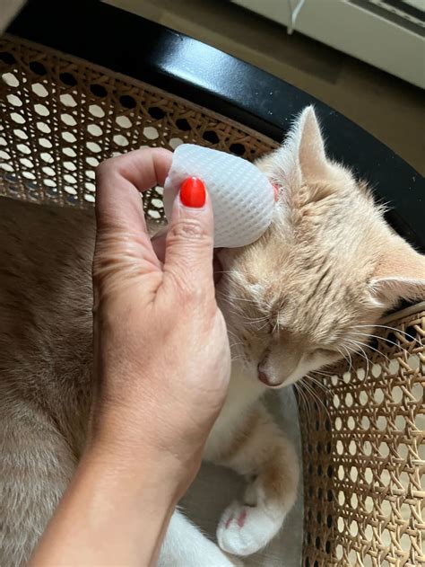 Ear care for cats – The Better Cat