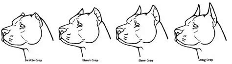 Ear crop styles. This video shows the four different kinds of ear crops for the American Pitbull Terrier breed, and what they look like on a real dog. 