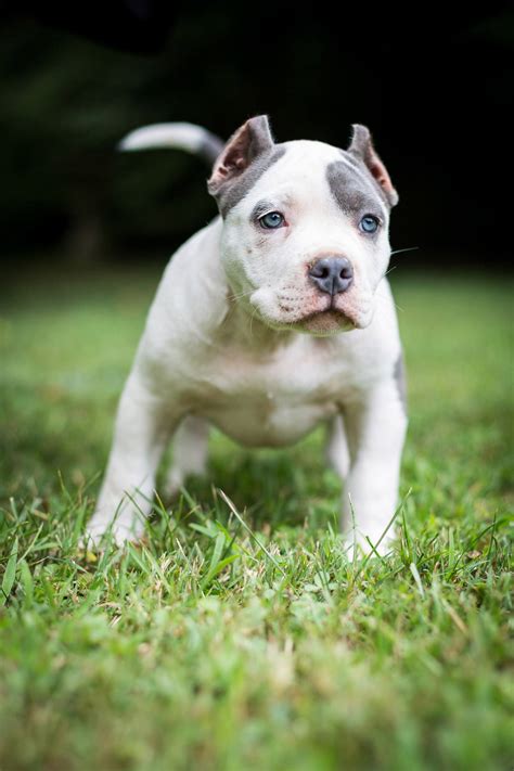 Ear cropped bully. Keeping your puppies cropped ears clean during healing process is very important.Here is a quick video on how we clean our American Bully Puppies ears. Enjoy... 