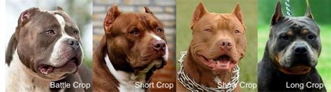 Ear cropping prices and places near me. Jul 4, 2023 · It costs between $400 and $900 to get your Cane Corso’s ears cropped at a veterinarian in the United States. During my research I got price quotes from ten different vets, and the average was around $600. This price includes the pre-surgical exam, antibiotics, pain meds, follow-up exams, and postings. 