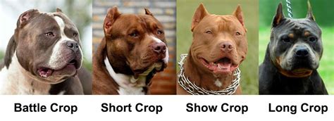 Ear cropping styles. There are several ear crop styles to choose from when considering ear cropping for an American Bully. The three main styles are the short crop, the long crop, and the show crop. The short crop is the most popular style among American Bully owners. It involves removing a portion of the dog’s ear, leaving a shorter, more upright appearance. 