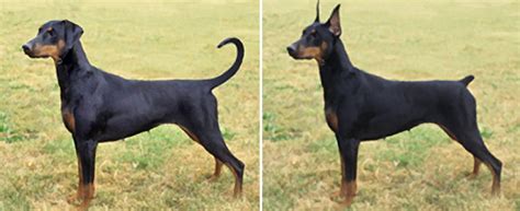 Ear docking. In between the fifth day and twelfth week, tail docking may only be performed by a licensed veterinarian and only if it is deemed medically necessary. Ear cropping in dogs. Ear cropping is a cosmetic procedure whereby the ear flaps are vertically incised to allow them to stand upright. 