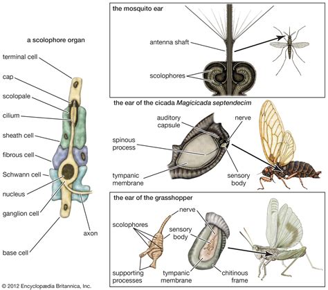 Ear for insects [ Figgerits Answers ] -