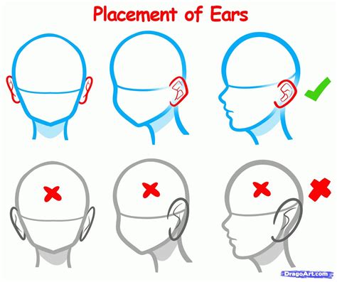Ear placement. Drawing tutorial, Anime drawings tutorials, Drawing
