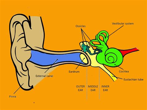 Eardrum is a part of (a) Hearing organ (b) Sound producing organ …