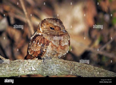 Eared Poorwill (Nyctiphrynus mcleodii)