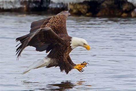 The grip of the bald eagle is actually 10 times stronger than a human. Despite their much smaller body weight, the eye of an eagle is about the same size as a human eye. Eagles undergo a process called molting in which they gradually lose their feathers one at a time and grow completely new ones about every year.. 