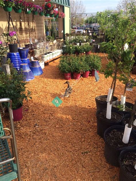 Earl May Nursery accepts food donations, offers free gardening …