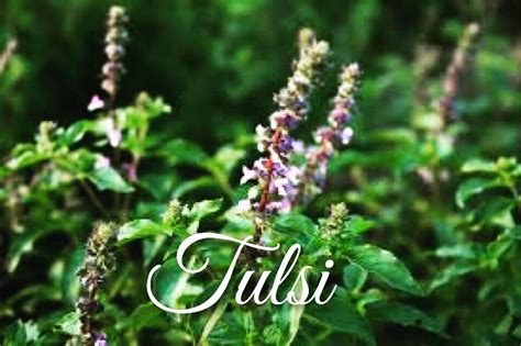 Earlier this month, Tulsi