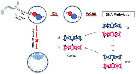 Early Expression of Tet1 and Tet2 in Mouse Zygotes Altered DNA ...