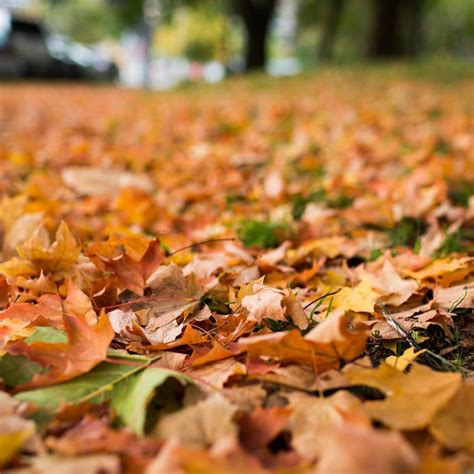 Early Leaf Drop Reasons - Elite Tree Care