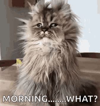 Early Morning GIFs Tenor