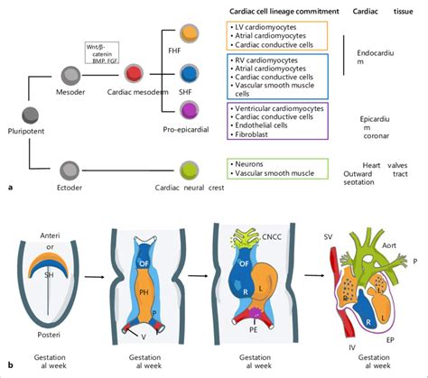 Early Signals in Cardiac Development Circulation Research