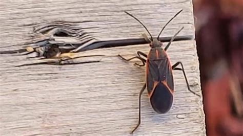 Early return of warm weather responsible for increase in Boxelder bugs across GTA