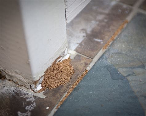 Early stage signs of termites in ceiling. Here is a list of early and already termites infested signs to watch out for: Buckling floors when walked upon. Munching and headbanging sound inside hollow walls. Swollen … 
