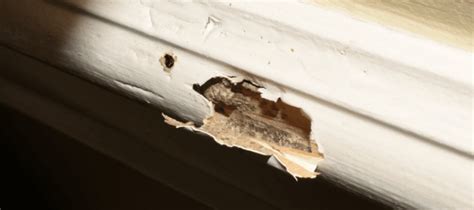 Early stage termite damage drywall. Detecting termites in the ceiling at an early stage can save homeowners from extensive damage and costly repairs. Watch out for the … 