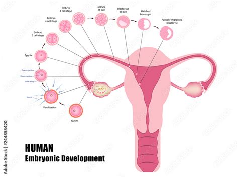 Early stages of human development from ovulation to implantation of