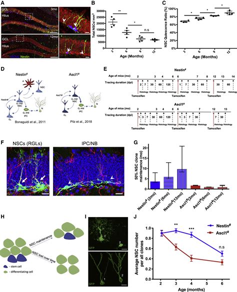 Early stem cell aging in the mature brain — Mayo Clinic