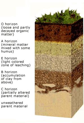 Earth Science: Soil Resources Flashcards Quizlet