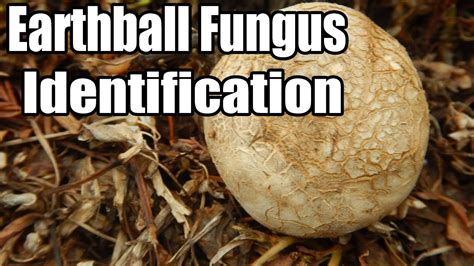 Earthball Fungus Identification - YouTube