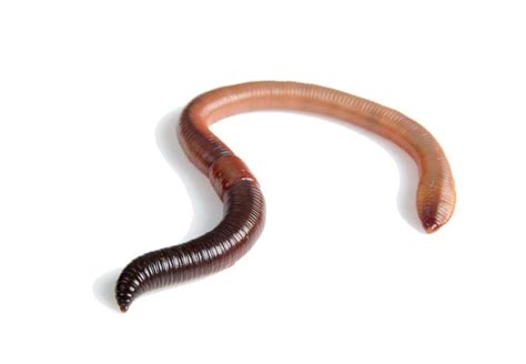 Earthworm - definition of earthworm by The Free Dictionary