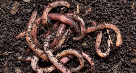 Earthworm Habitat: Do You Know Where They Live?