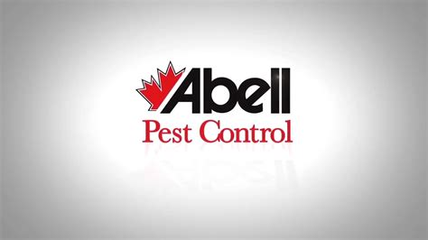 Earwig - Abell Pest Control