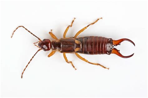 Earwig in house. Earwigs found inside the house can be sucked up with a vacuum cleaner or swept up with a broom, and discarded outdoors. The most effective way to get rid of earwigs is to eliminate their hiding and nesting places, and taking precaution to prevent their entry indoors. 