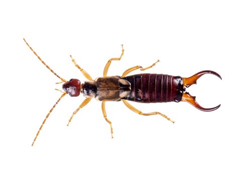 Earwigs - Canada.ca