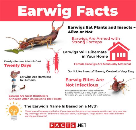 Earwigs Facts - Softschools.com