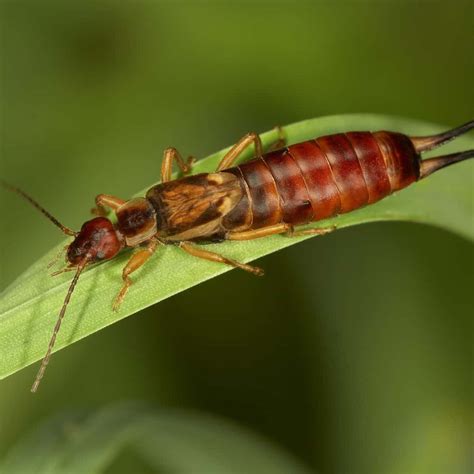Earwigs in house. Re: Earwigs in my house? "The earwig is almond shaped, the symbol of virginity and the uncreated goddess, Mother of God, White Goddess, born from sea foam." There is a ton more about the earwig being symbolic of energy in Irish belief. It is also called an "ear whisperer". 