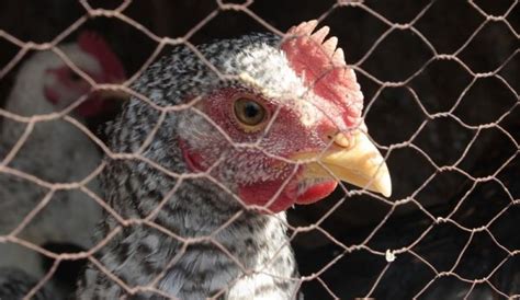 Ease Chicken Stress With These Hen-Calming Tips