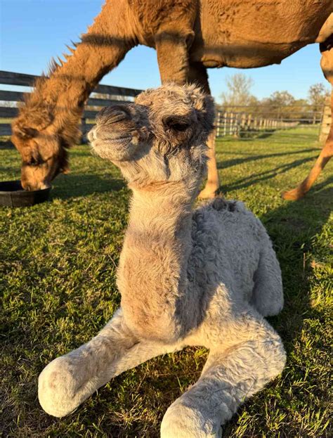 Easiest online college.  For example, instead of saying 'Riding a camel i...