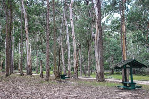 East Boyd State Forest NSW - ExplorOz