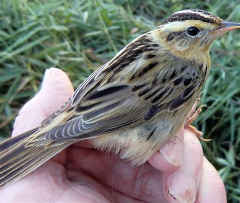 East Kilbride Birdwatching Site - BirdGuides