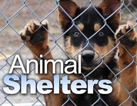 East Texas animal shelters and rescue organizations - KLTV